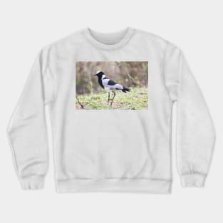 Blacksmith Plover - Krüger National Park, South Africa Crewneck Sweatshirt